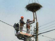Projekt „Bociany”: nowe gniazda na słupach elektrycznych w Kijowie